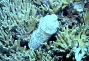 plastic water bottle and coral