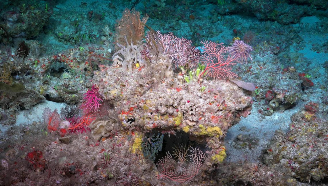 Schmidt Ocean Institute Australian Mesophotic Coral Examination